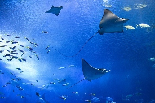 rhys #ocean #fish #stingray #creatures #sea #animals #swimming