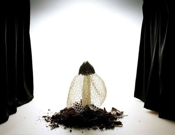 Fine Art Photography by Sanna Kannisto #inspiration #photography #art #fine