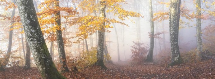 Rustle of Colorful Leaves by Oliver Wehrli