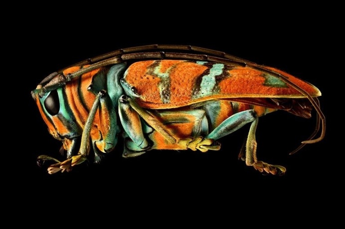 Microsculpture: Insect Portraits Under The Microscope by Levon Biss