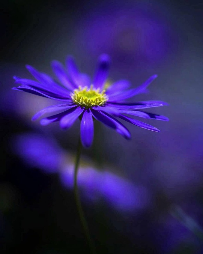 #splendid_flowers: Beautiful Flowers Photography by Hege Odegard