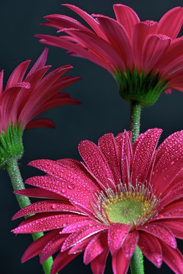daisy painting & daisy paint by number #painting