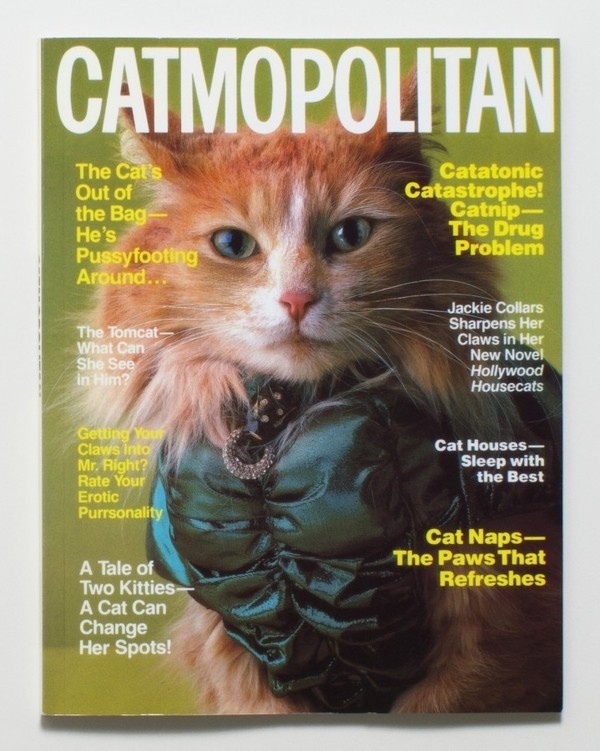 large_ 2 #cosmopolitan #catmopolitan #photography #cats #fashion