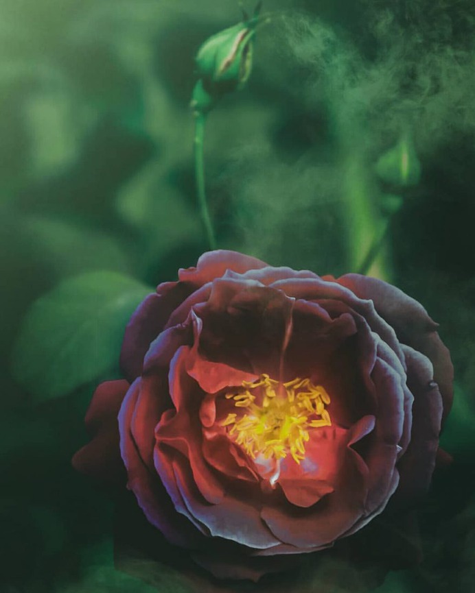 Conceptual and Fine Art Flower Photography by Niloofar Balalami