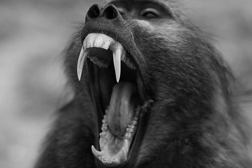 tumblr_li5vepThfW1qd5p75o1_500.jpeg (500×333) #baboon #roar #monkey #photography #yawn #animal