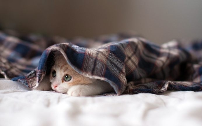 Kitten Under a Blanket #animal #photography #inspiration