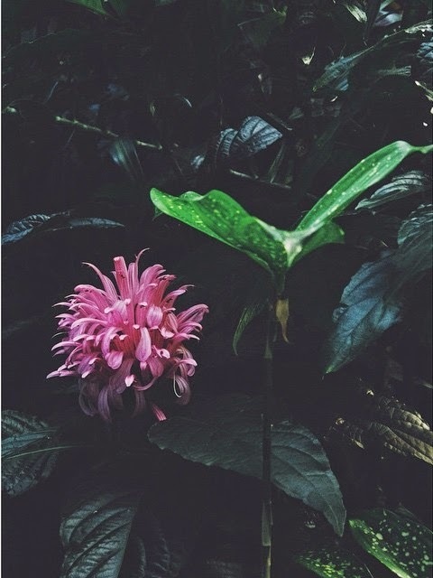 WILD THING #flower #photo #nature
