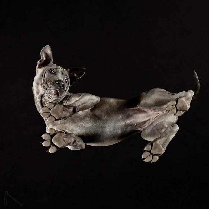 Under-Dogs: Dogs Pictured from Underneath by Andrius Burba