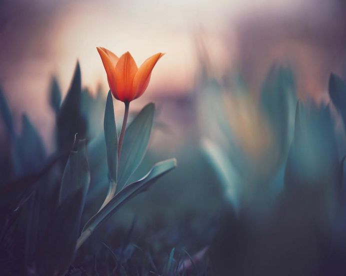 #floral_shots: Beautiful Macro Flower Photography by Christian Mu