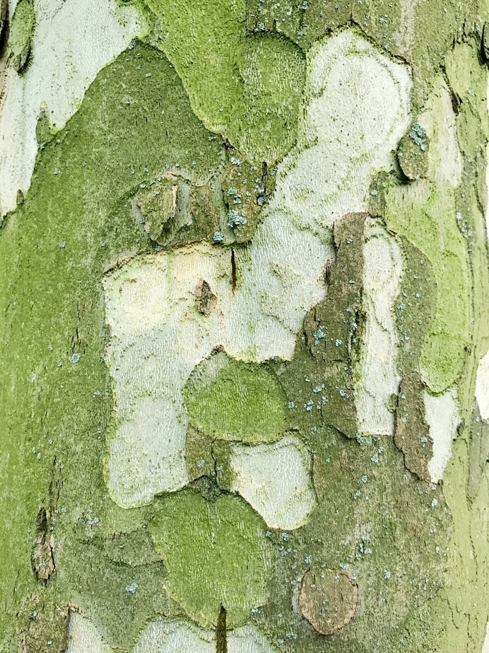 #camouflage PHOTOGRAPHIE © [ catrin mackowski ]