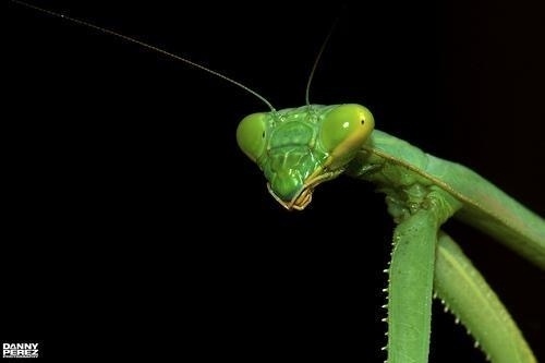 Insects Photography by Danny Perez | Professional Photography Blog #inspiration #photography #macro