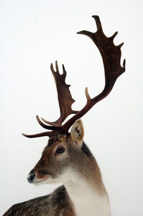 F&O FABFORGOTTENNOBILITY #deer