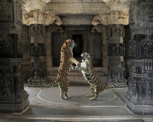 Animals by Karen Knorr #inspiration #photography #animals