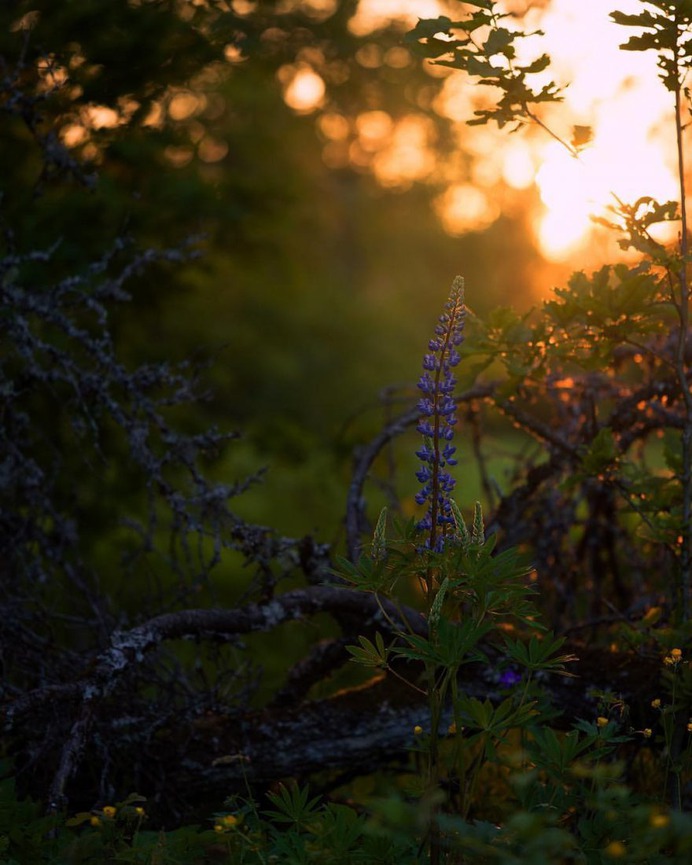 Alluring Nature and Outdoor Landscapes by Linus Englund