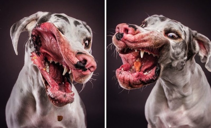 Christian Vieler Captures Hilarious Portraits of Dogs Catching Treats