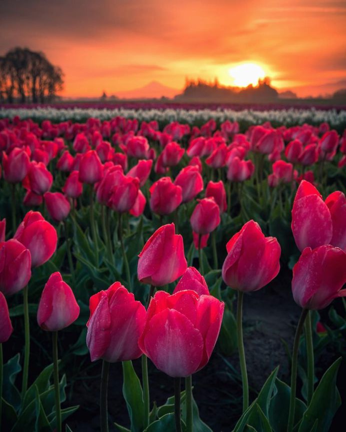 Jake Egbert Captures The Beauty at The Wooden Shoe Tulip Festival