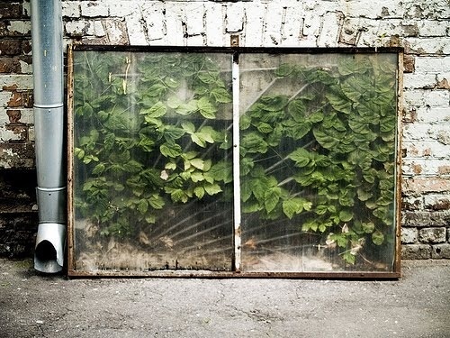 http://b-u-i-l-d.tumblr.com/ #buildsblog #plants