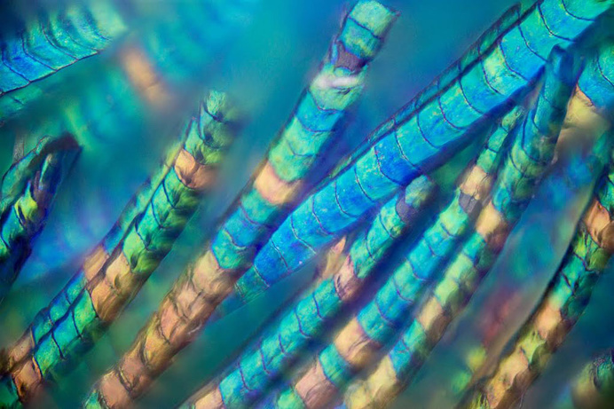 peacock feather detail photography macro beautiful colors design inspiration www.mindsparklemag.com