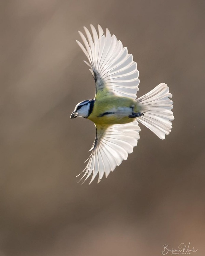 #birdlife: Beautiful Bird Photography by Benjamin Wende