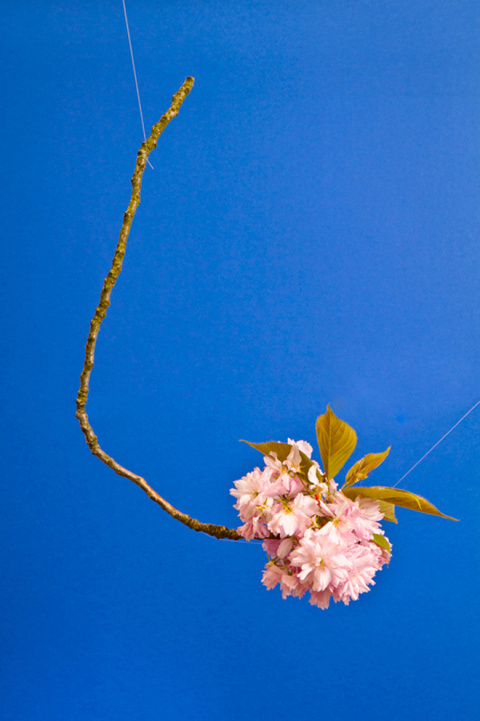 Blossom by Raw Color | PICDIT #photography #blue #photo #color #plant #colour
