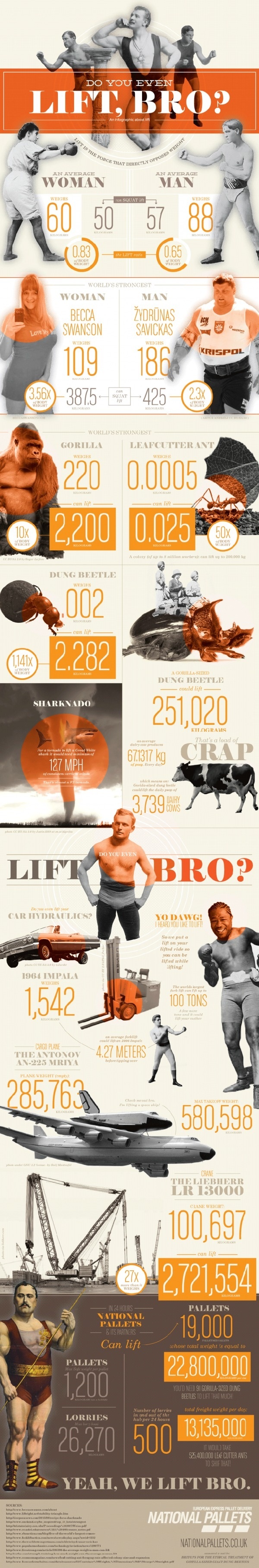 Do You Even Lift, Bro? [infographic] #pallets #weight #woman #inforgraphics #force #lift #strongest #gorilla #bettle #sharknado #hydraulics #man #dung #ant #forklifts