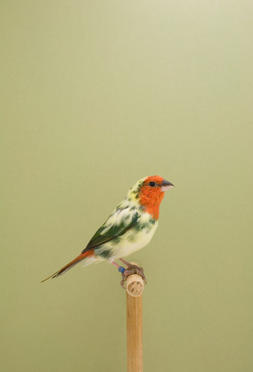 luke stephenson : australian finch #2