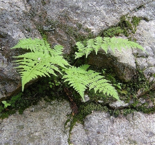 Google Image Result for http://www.greenart.com/plantphotos/ferns/Fern%2520in%2520Whte%2520Mts%252008-fll.jpg #ferns