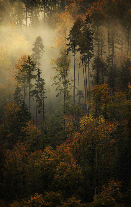 Trees in the fog #forrest #photography #fog
