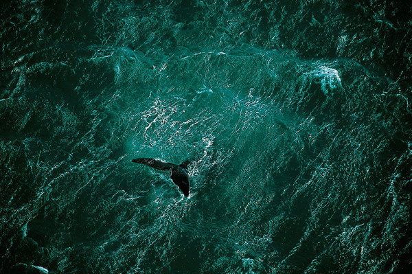 Hi Def Photos Earth From Above: Stunning Images by Yann Arthus Bertrand My Modern Metropolis #ocean #tail #aerial #water #whale #mammal #photography #sea #swim #marine #animal