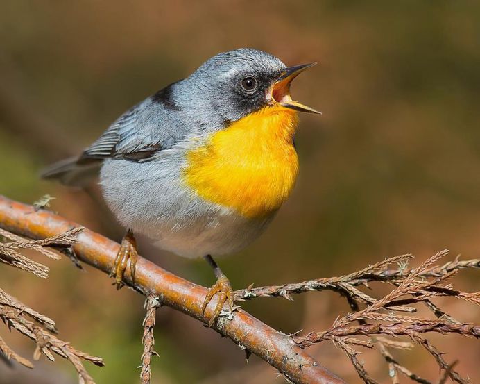 Flame-throated warbler