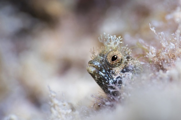 The Stunning Winners Of The 2017 Underwater Photographer Of The Year
