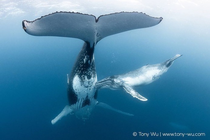 Absolutely Incredible Underwater Photography by Tony Wu