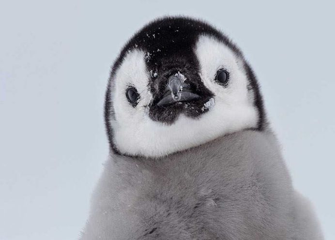 Franka Slothouber Captures The Emperor Penguin Colony in Antarctica