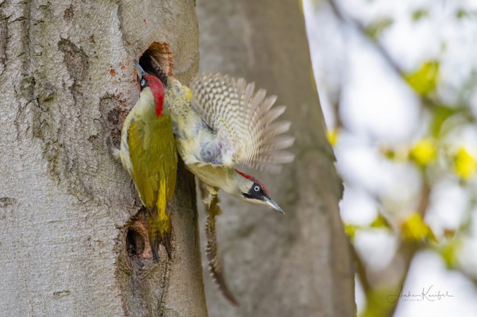 Birds of Germany: Wonderful Bird Photography by Anke Kneifel
