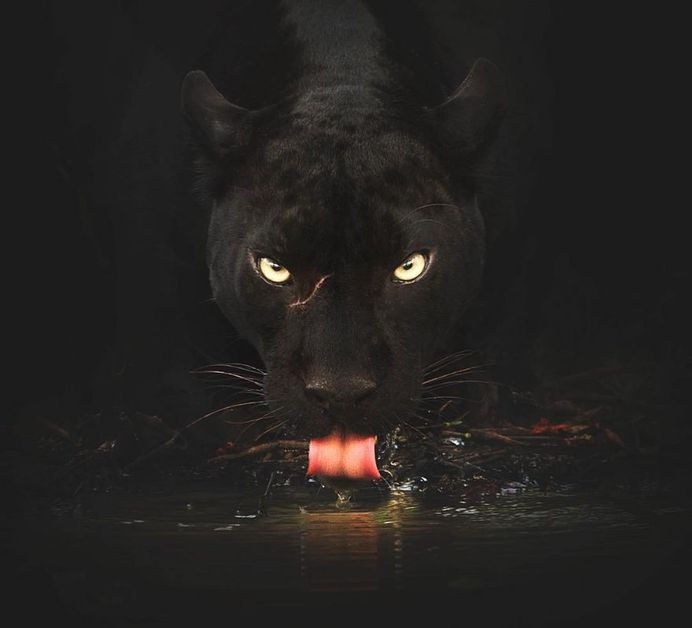 Unforgettable Portraits of Wild Animals by Shaaz Jung