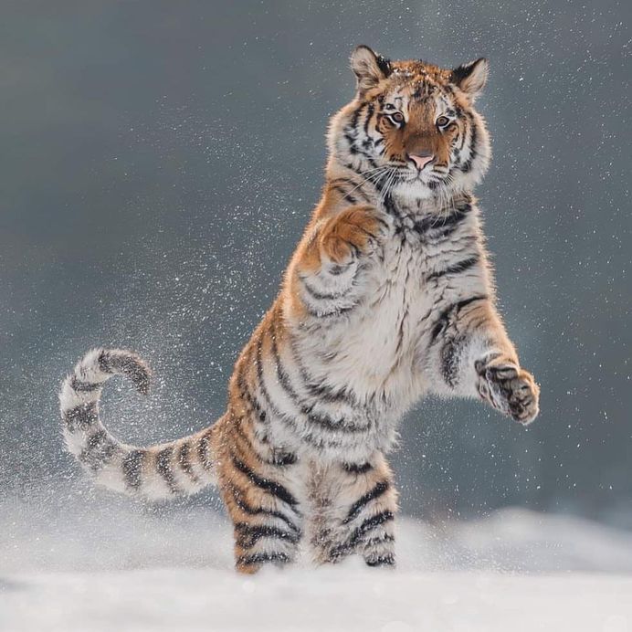 Breathtaking Close-Up Portraits of Wild Animals by Ina Schieferdecker