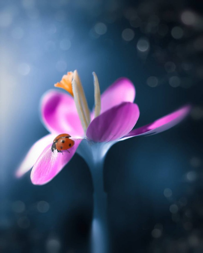 Fabulous Fine Art Flower Photography by Peter Wyss