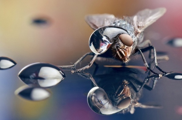 Macro Photography by Dmitriy Yoav Reinshtein #inspiration #photography #macro