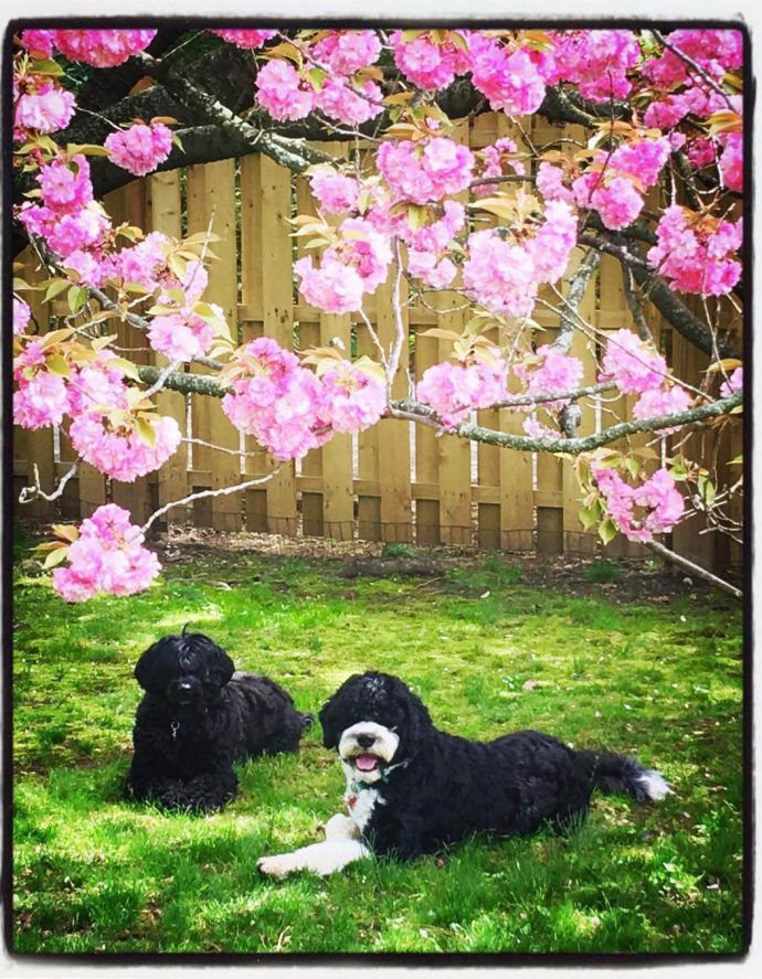Most Dog Friendly Stores in America - Crabtree & Evelyn
