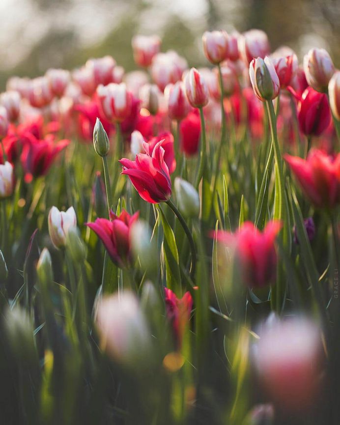 Blooming tulips by Grace Li