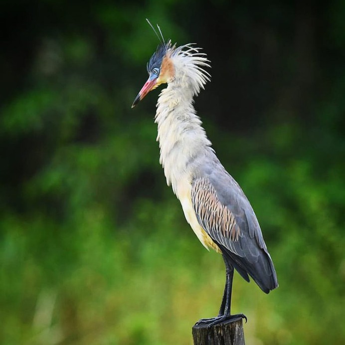 Birds of Brazil: Beautiful Bird Photography by Hudson Martins