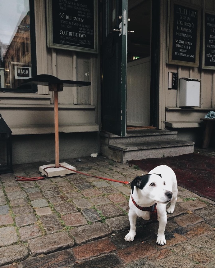 This Instagram Documents Dogs Waiting Outside For Their Owners All Around The World