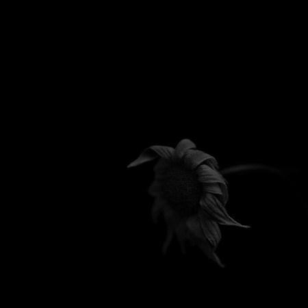 MA48 #flower #photography