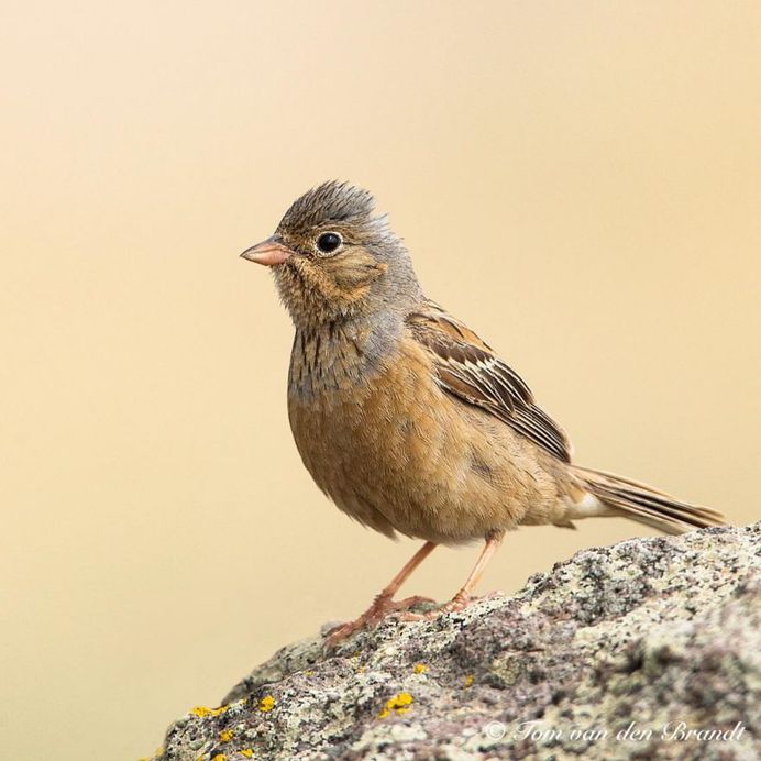 #eye_spy_birds: Brilliant Birds Photography by Tom van den Brandt