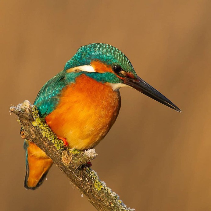 #birdfreaks: Stunning Bird Photography by Kotics Zsolt