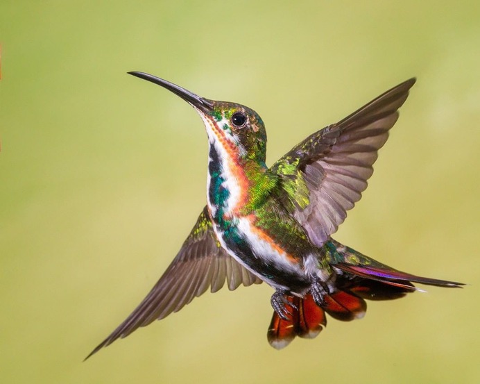 #nuts_about_birds: The Magnificent Birds of Costa Rica by Jalil El Harrar