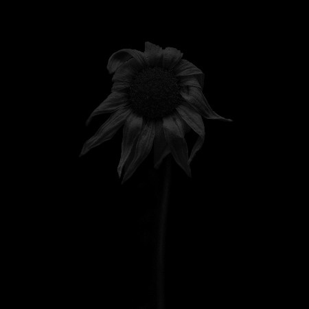 MA22 #flower #photography