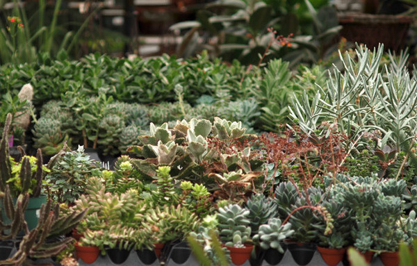 Hindsvik Blog #succulents