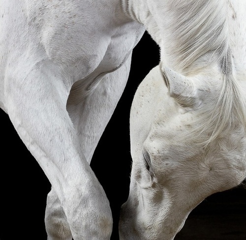 Photography #horse #composition #photography #animal #detail