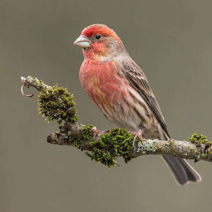 House Finch